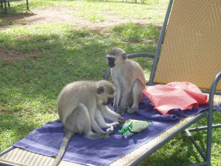 Gibbons at Sun City - xmas 07