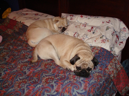 Pugs