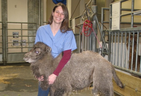 5-week old Bactrian camel