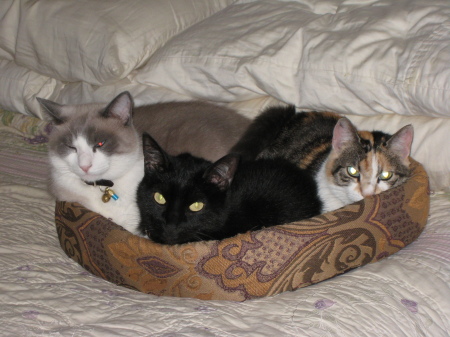 My three cats