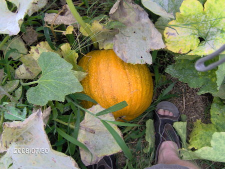 backyard pumpkin patch