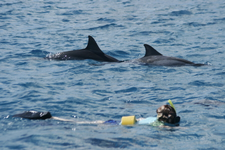 Stacey and Spinner Dolphins