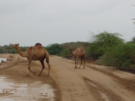 local live stock, Africa