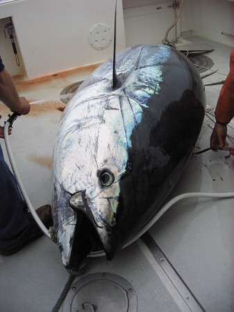 Front view of the tuna