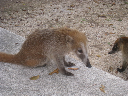 Mary McMullen's album, Akumal