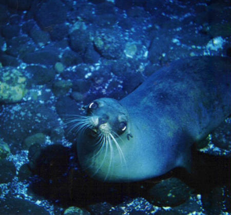 harbor seal-anacapa
