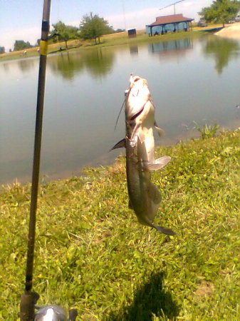 My Catfish.