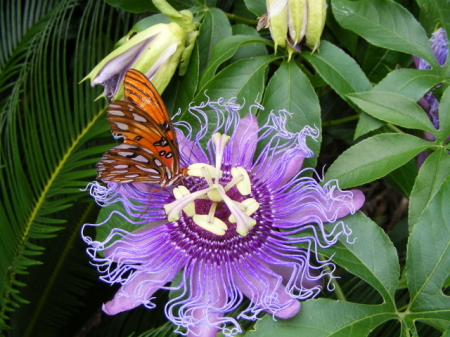 Purple Passion and The Butterfly