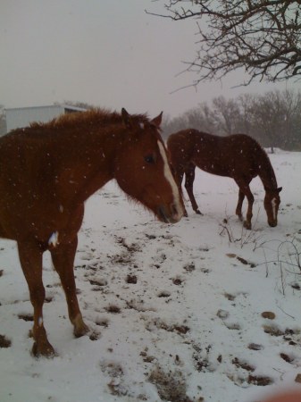 Yep, it snows is Texas