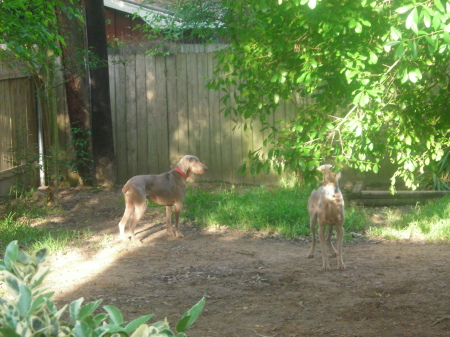 THE GATHERING OF PURE BREEDS