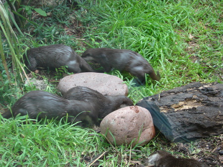 More Otters