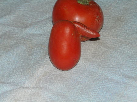 A Roma Tomato w/nose