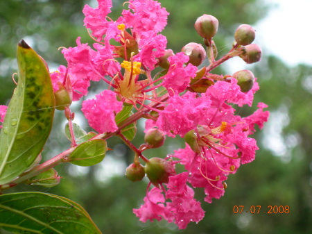 Crepe Myrtle blossoms