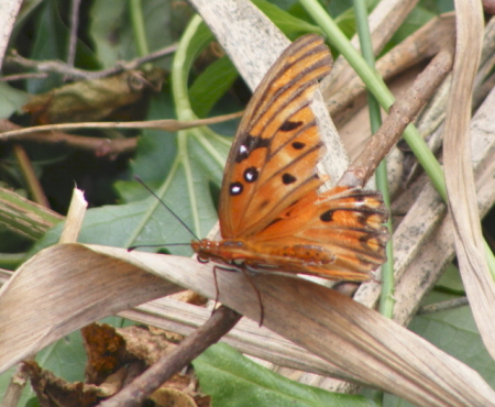 Orange Butterfly