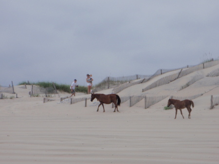Wild Mustangs on the beach