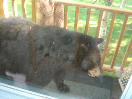 Bear on the back porch