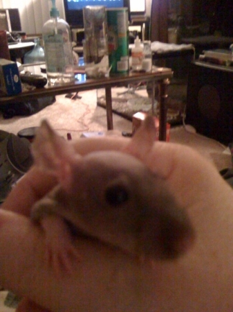 My Rat!