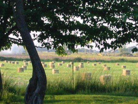 Hay!