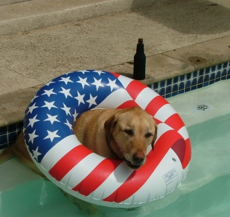 Our boy Max loves to hang by the Pool