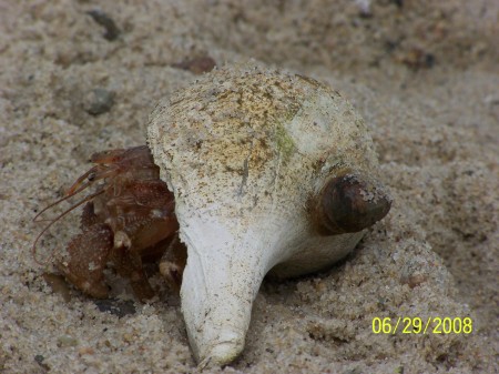 crab that we found in the water at Monument Be