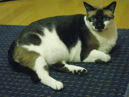 Mataba Cat
