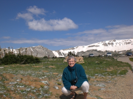 Among the wildflowers