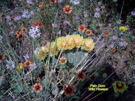 Thomas Glenz's album, Palo Duro Canyon