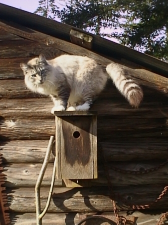 Kira on her birdhouse