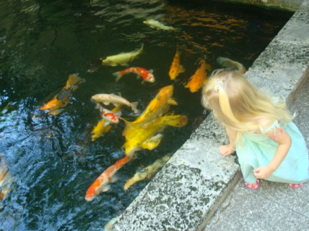 Looking at the Koi at Bal Harbour