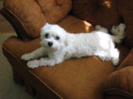 MUFFIN (MALTESE)