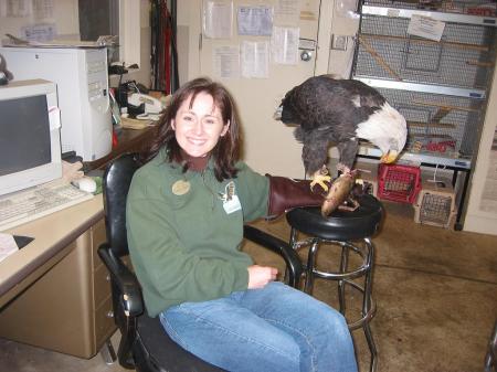 Me at work with our bald eagle