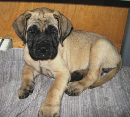 Dolly - English Mastiff puppy