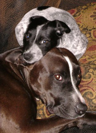 Shasta and Abbey