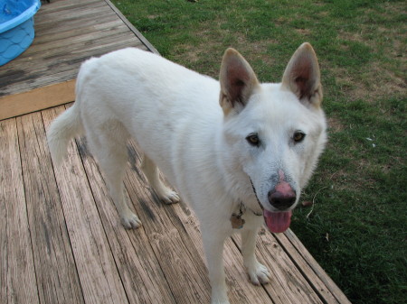 One of our rescue's puppies...