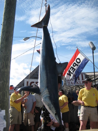 Oak Bluffs Shark Tournament