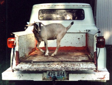 1960 pickup