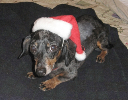 Yahoo in his Santa cap.