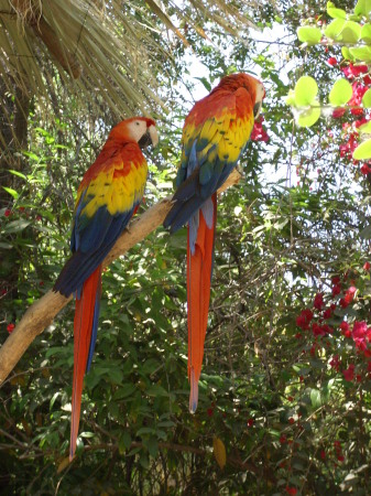 MaCaws at the Phoenix Zoo
