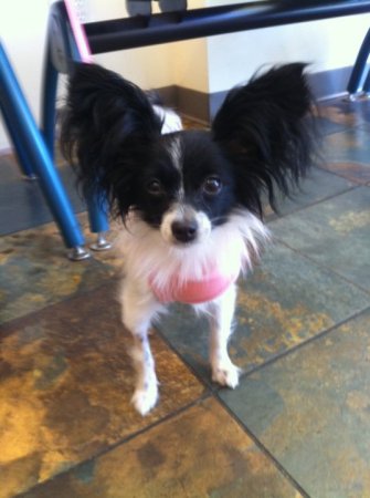 Our Papillon Tori = ^._.^ =