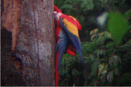 Scarlett Macaws