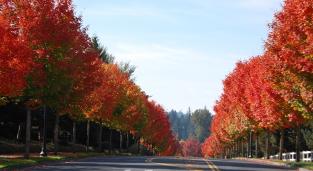 Fall in Oregon
