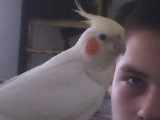 My Bird Max