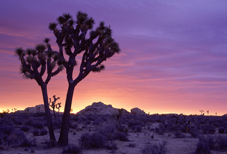 Joshua Tree Natl Park