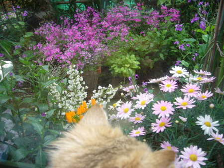 My kitty watching the garden