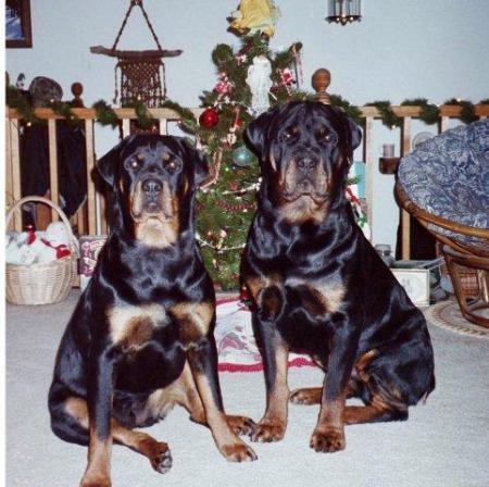 Sophie & Brother PuppyDude, RIP