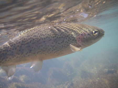 Underwater Rainbow trout