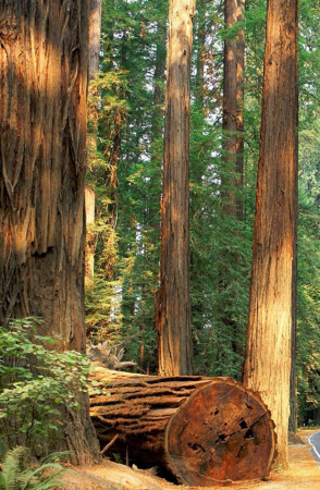 redwoods