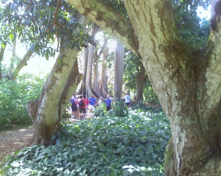 Kauai gardens
