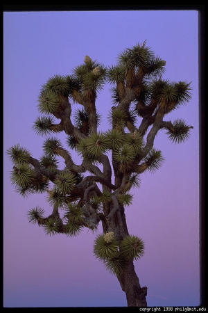 Joshua Tree Natl Park