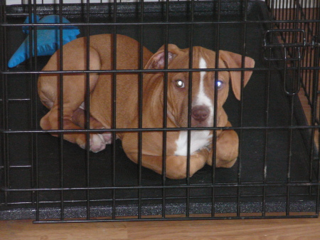 Ava (pitbull puppy) sitting in her cage